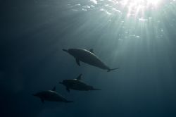 Hawaiian Spinner Dolphins under an early morning sunrise.... by James Kashner 